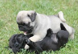 Image result for pugs