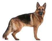 Image result for AlsationDog