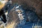 Facts and habitats andean cat