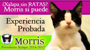 Morris-gatto-candidato-sindaco