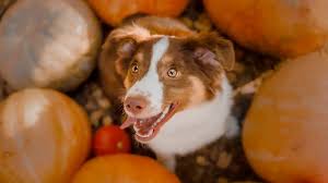 PetSmart Thanksgiving Hours 2025: Black Friday Deals