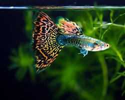 freshwater aquarium with colorful fishの画像