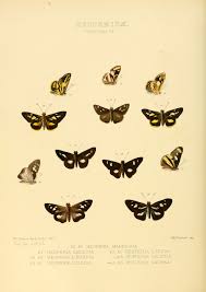 Picture of Sebastonyma
