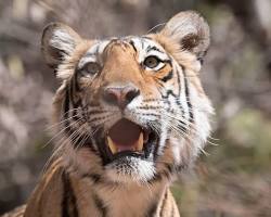 Image of Indochinese tiger in Cambodia