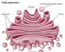 Golgi apparatus in a cell