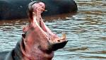 Hippo kills Chinese tourist in Kenya