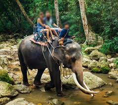 Victory! Indonesia Bans Elephant Rides Nationwide, A Win For Ethical Wildlife Tourism