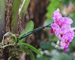 熱帯雨林で木に着生した野生の胡蝶蘭の画像