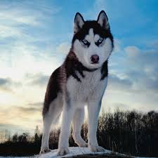 Znalezione obrazy dla zapytania husky