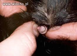 Znalezione obrazy dla zapytania Cysta