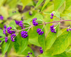 Hình ảnh về Beautyberry berries