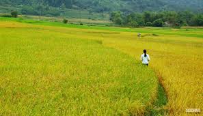 Kết quả h&igrave;nh ảnh cho l&uacute;a