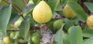 Image result for ‫الجوافة‬‎