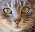 Expressions des yeux du chat - Langage du chat - Wamiz