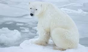 Image result for polar bear pic