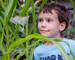 Nature Watch: Luna Moth - luna%2520moth-3-L