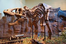 Tyrannosaurus rex Had Mammal-Like Body Temperature, Study Finds