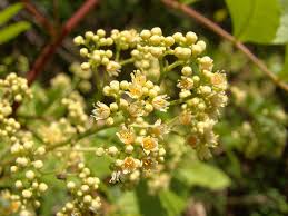 Resultado de imagem para flor Aroeira-Pimenteira (Schinus terebinthifolia)