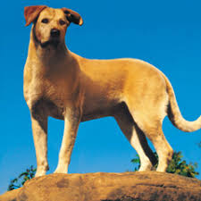 external image images?q=tbn:ANd9GcQiZ6Qzc-wcwRGoJAU7pJwWeyyYqy4okgNV9OHJ_fXNxyIhbRA01Q