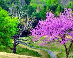 Image of Redbud tree