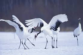 「丹頂鶴」的圖片搜尋結果