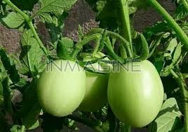 How To Kill Alzheimer's Disease