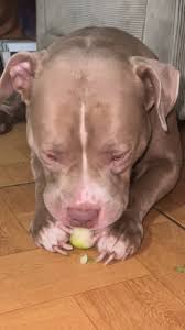 Nhà mình nghèo, bữa tối con chỉ có quả táo thui, đói nên con ...