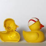  Study reveals rubber ducks are full of bacteria and fungi