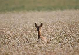 Rehbock bei Eggstätt tot aufgefunden – Kopf fehlt