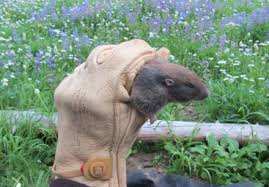 Image result for pocket gophers