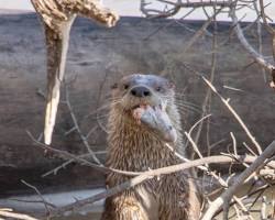 Image of Otter eating fish in a stream in Texas