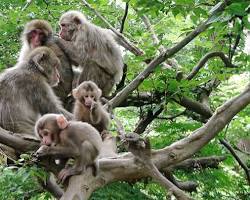 Image of Monkeys chattering