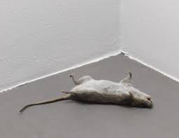 Image result for dead rat