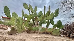 ¿Lloverá o hará mucho calor? Así será el clima este lunes en Hermosillo