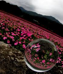 Simply Flowers Photograph by Sok wan andy Yeo - Simply Flowers ... - simply-flowers-sok-wan-andy-yeo