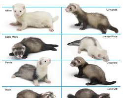 セーブル フェレットの画像
