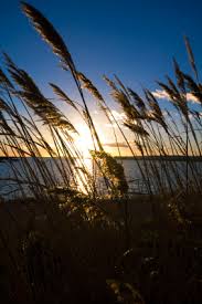 Image result for photo of the reed shaken by the strong wind