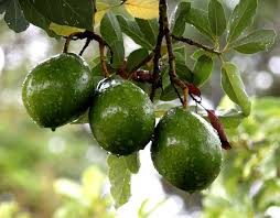 avocado plants ile ilgili görsel sonucu