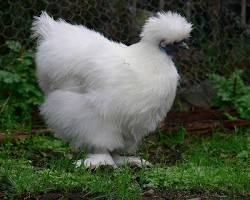 Gambar Silkie chicken breed