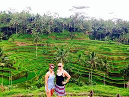 Hasil gambar untuk tegalalang rice terrace
