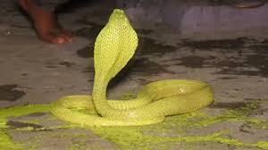 Villagers Entranced by Golden Snakes Lighting Up the Night Like ɡɩіtteгіпɡ Diamonds