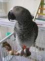 How much is an african grey parrot