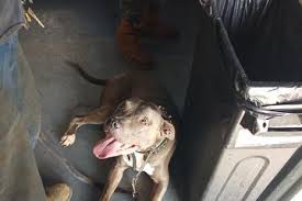 Dog Friendly Bars & Pubs in Bryan, TX - BringFido