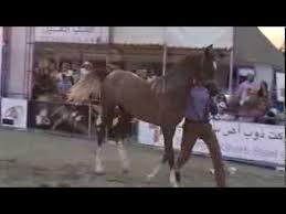 Image result for IRAN HORSES