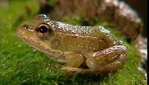 نتيجة بحث الصور عن ‪grenouille‬‏