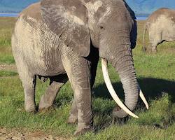 African elephant in Ngorongoro Crater