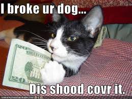 Image result for funny animals