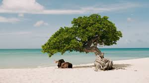 Aruba Convention Bureau: Where Caribbean ease meets world-class meetings