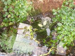 Hobby - Frösche - Kurt Baldauf - Ein Gartenteich ohne Frösche ist ...