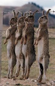 RABBITS - The Rabbits Have Been At It Again ... Images?q=tbn:ANd9GcQjhPnAQBbERogFU2g6qjI9T1XqAkKrl22VTLZX46eobT7IzwW33A